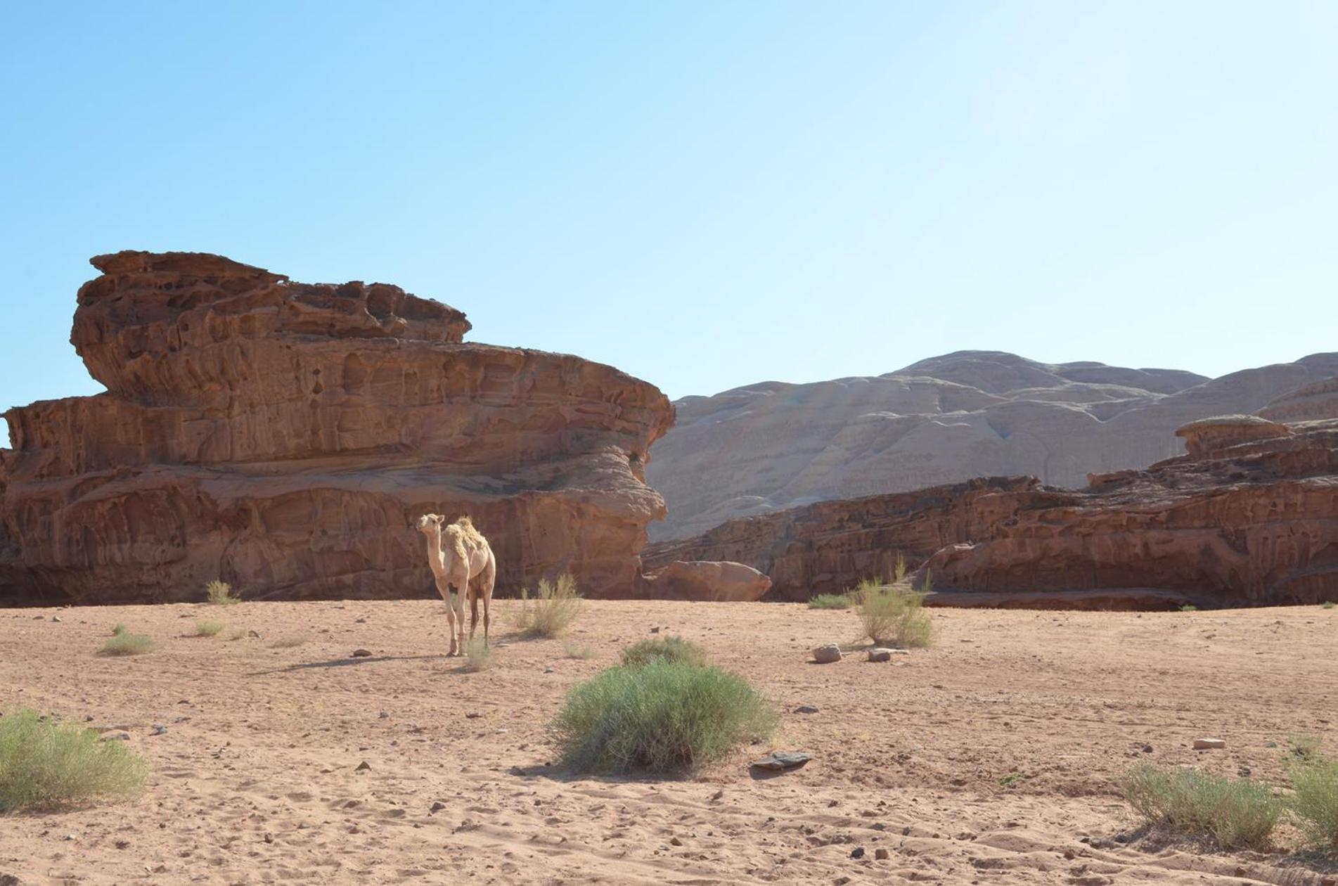 Hotel Wadi Rum Caeser Camp Exteriér fotografie